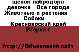 щенок лабродора девочка - Все города Животные и растения » Собаки   . Красноярский край,Игарка г.